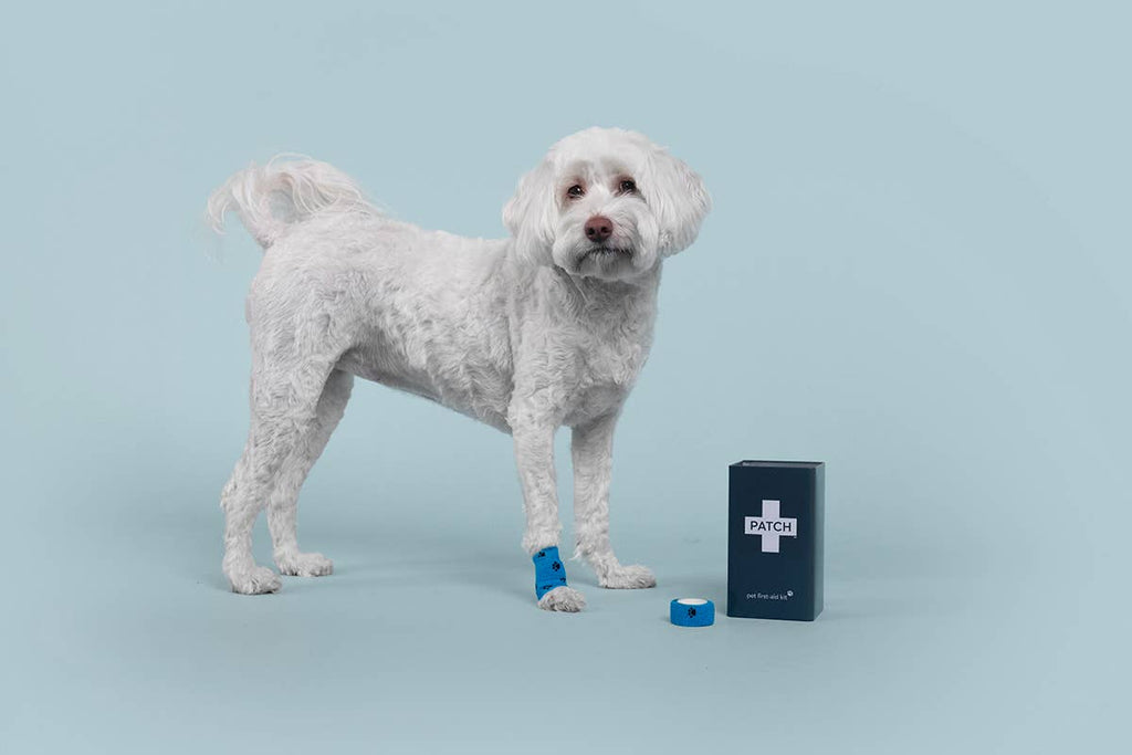 First-Aid Kit for Pets