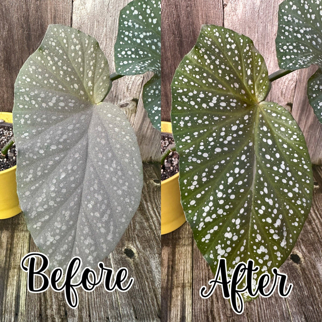 Leaf Shine Cloth Wipes