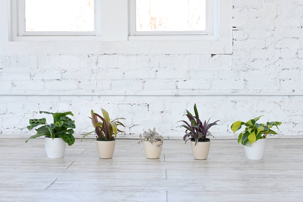 4" Premium Houseplant