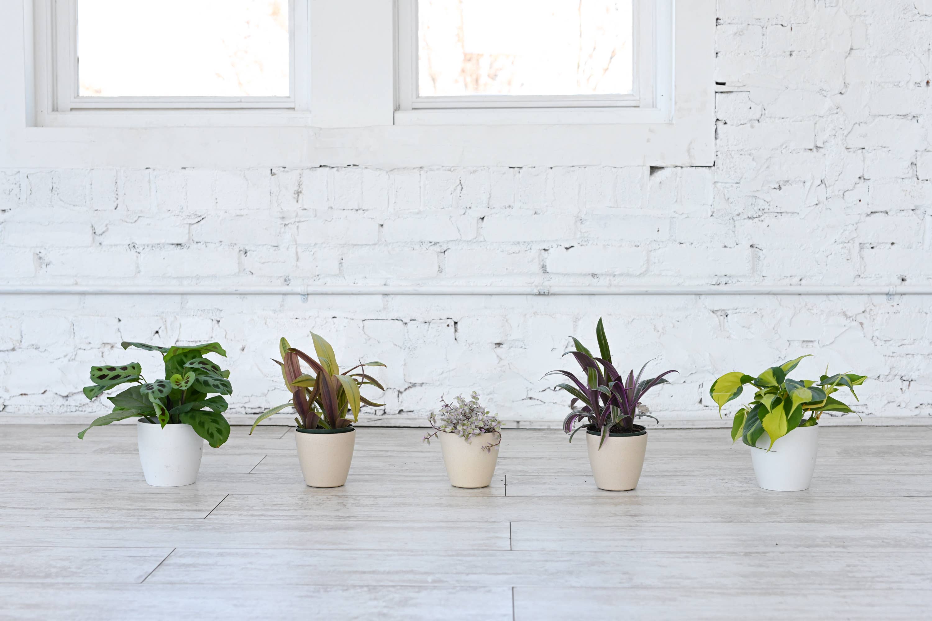 4" Premium Houseplant