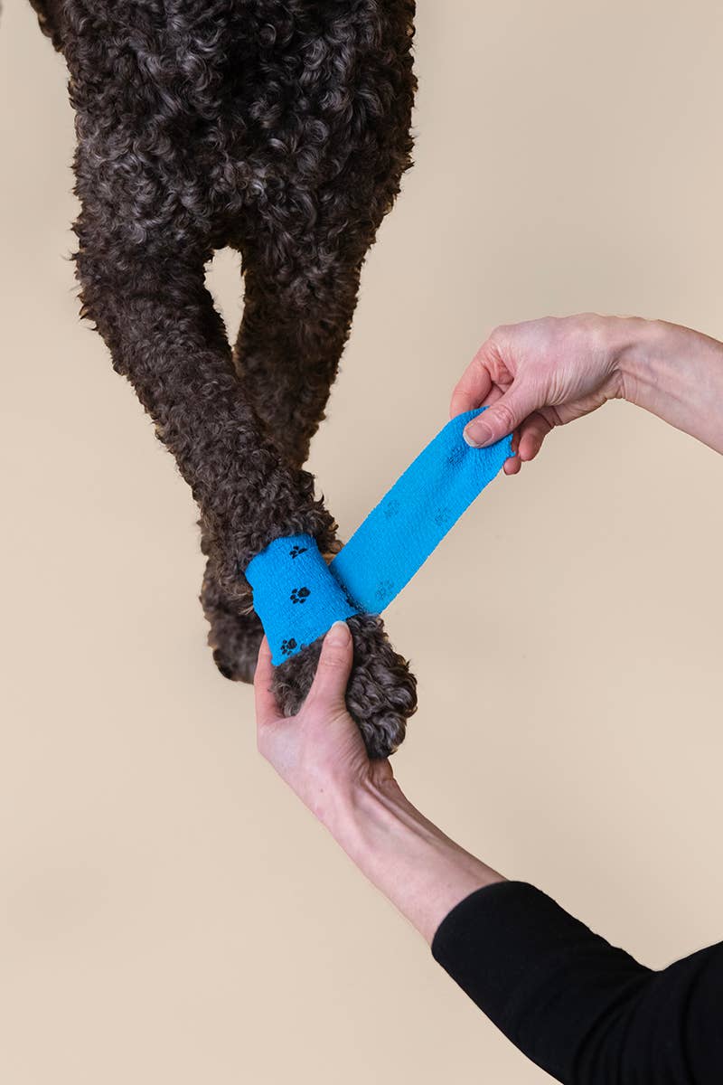 First-Aid Kit for Pets
