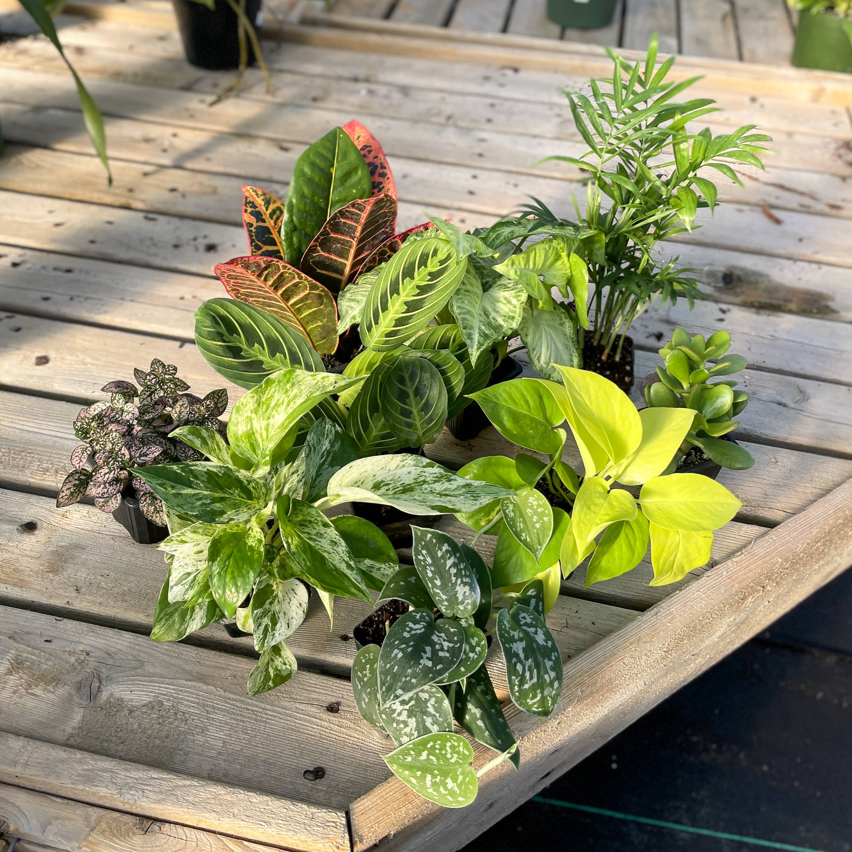 3" Premium Houseplant