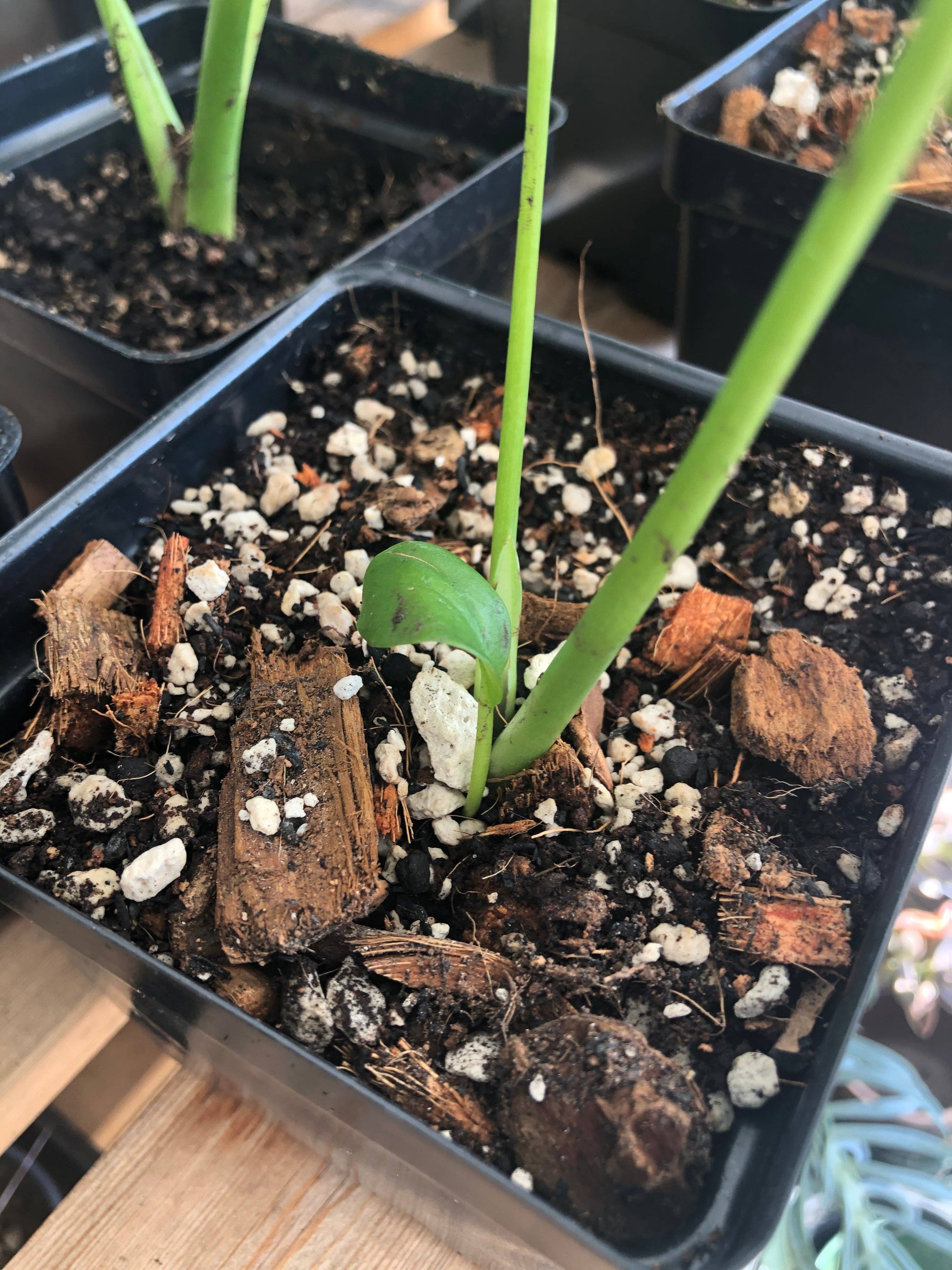 Tropical Houseplant Potting Mix