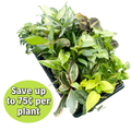 3" Premium Houseplant