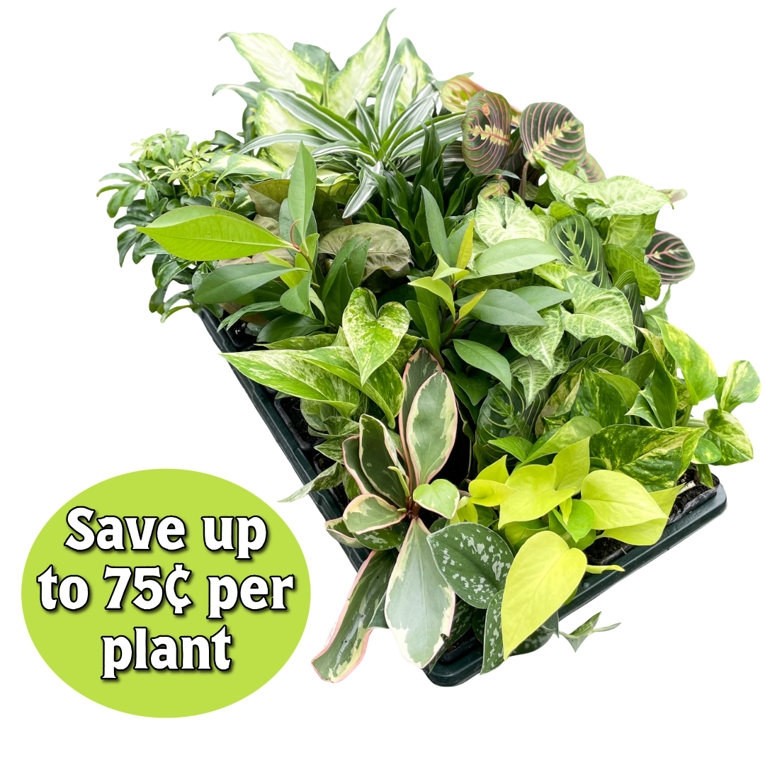 3" Premium Houseplant