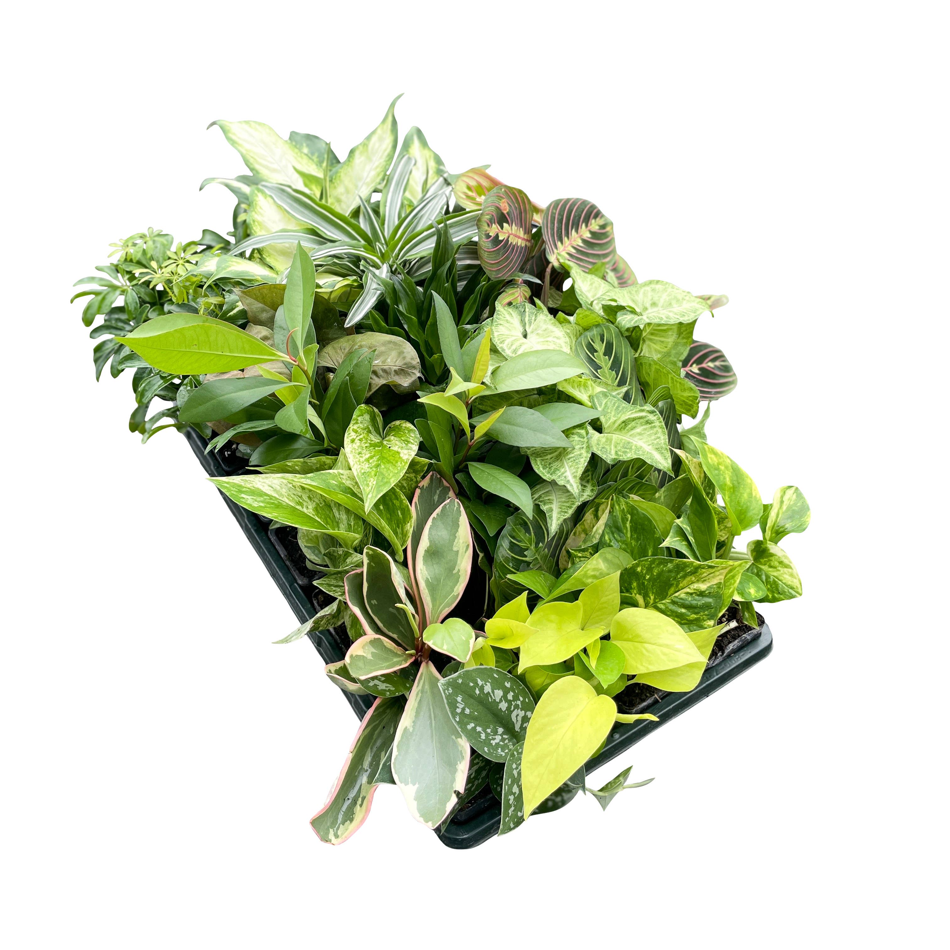 3" Premium Houseplant