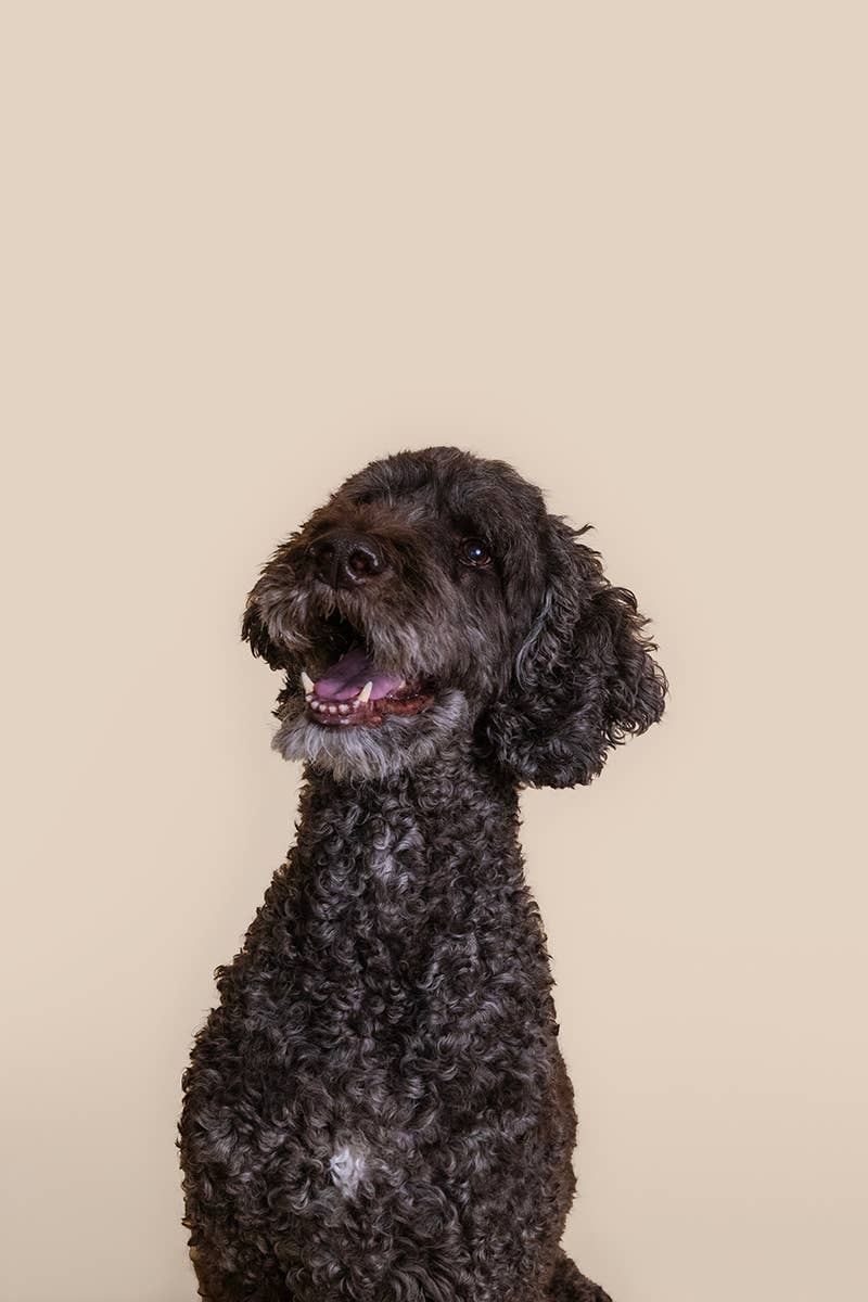 First-Aid Kit for Pets