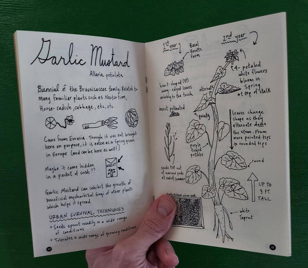 Urban Field Guide to the Herbs in Your Path (Zine)