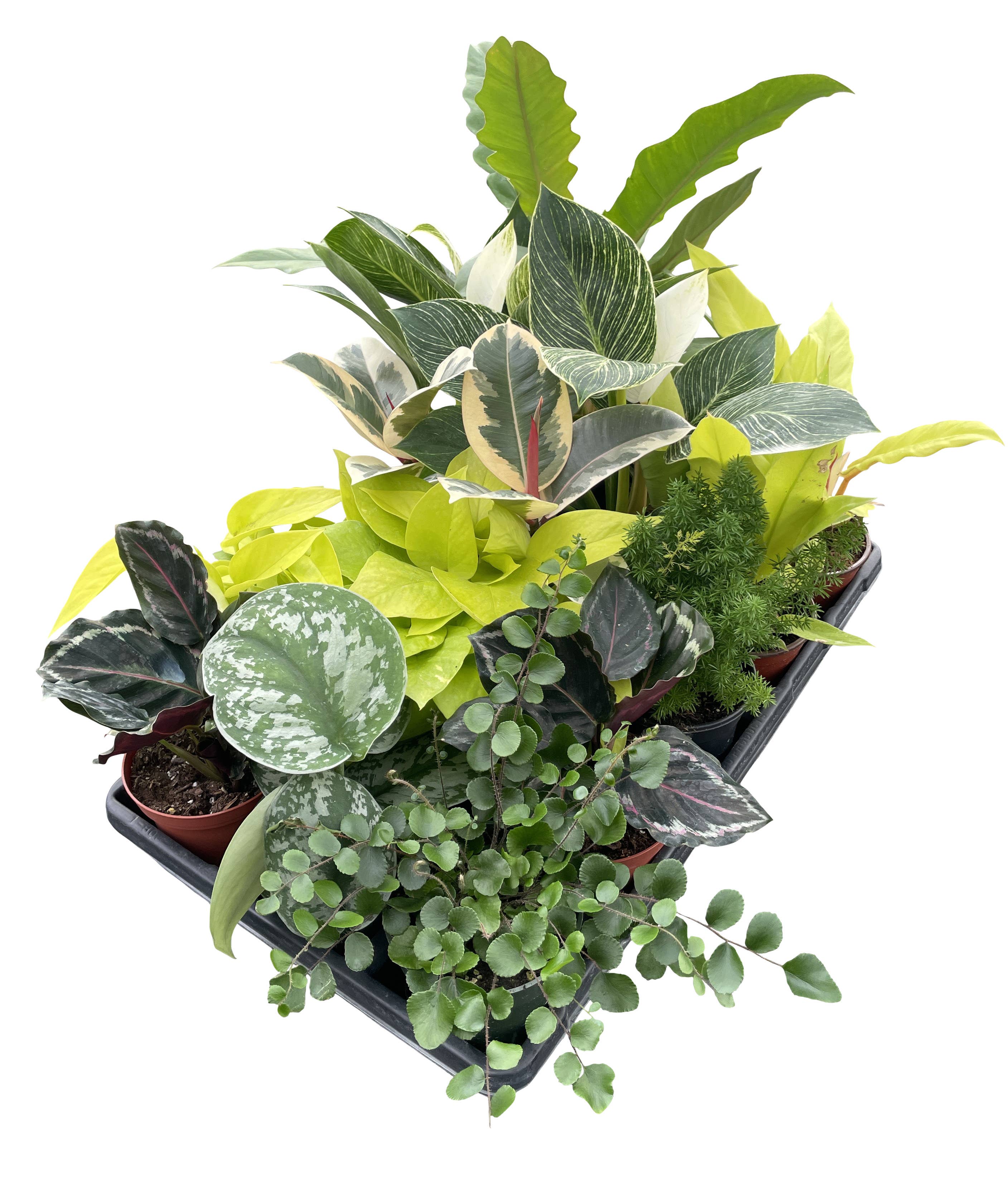 4" Premium Houseplant