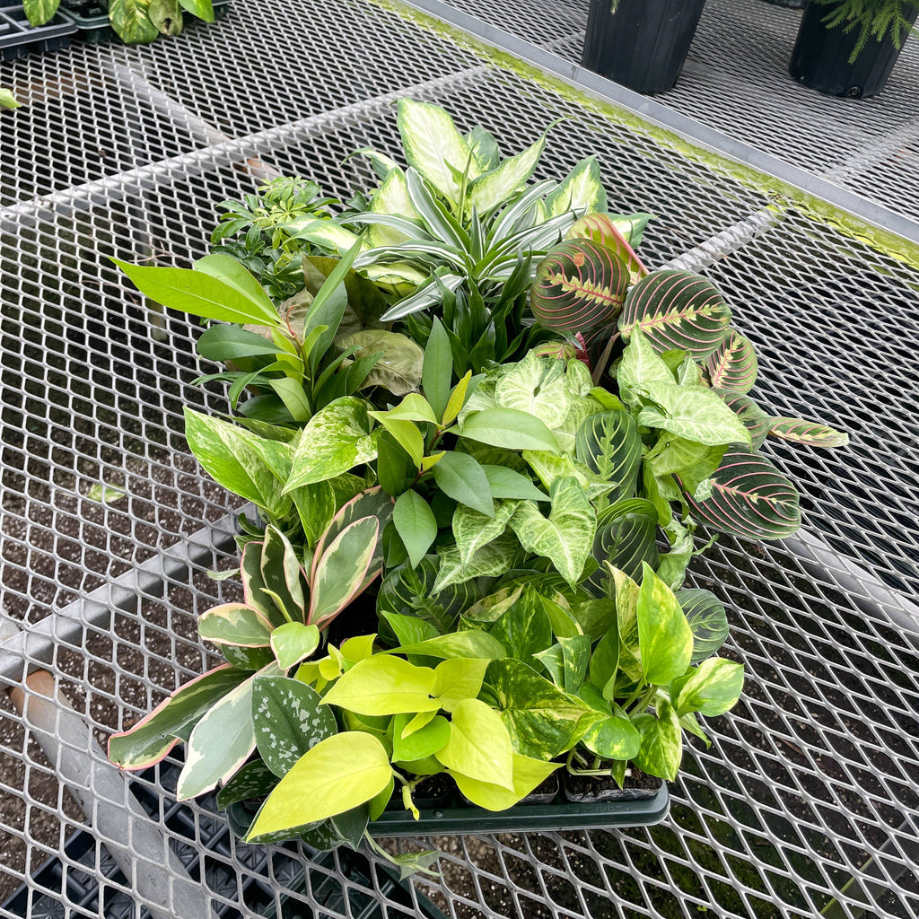 3" Premium Houseplant
