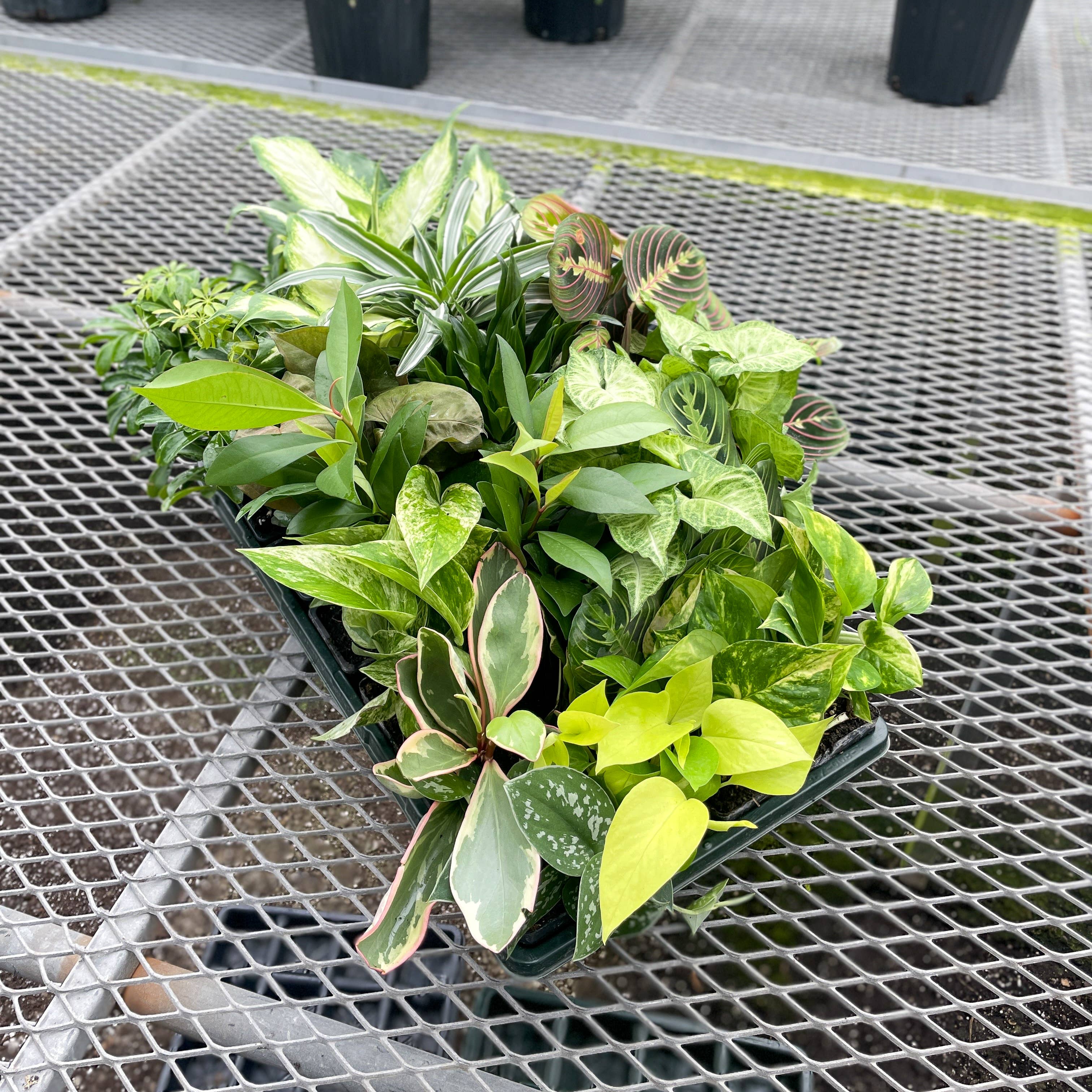 3" Premium Houseplant