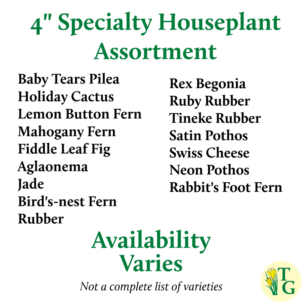 4" Premium Houseplant