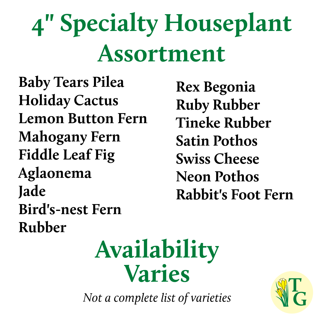4" Premium Houseplant